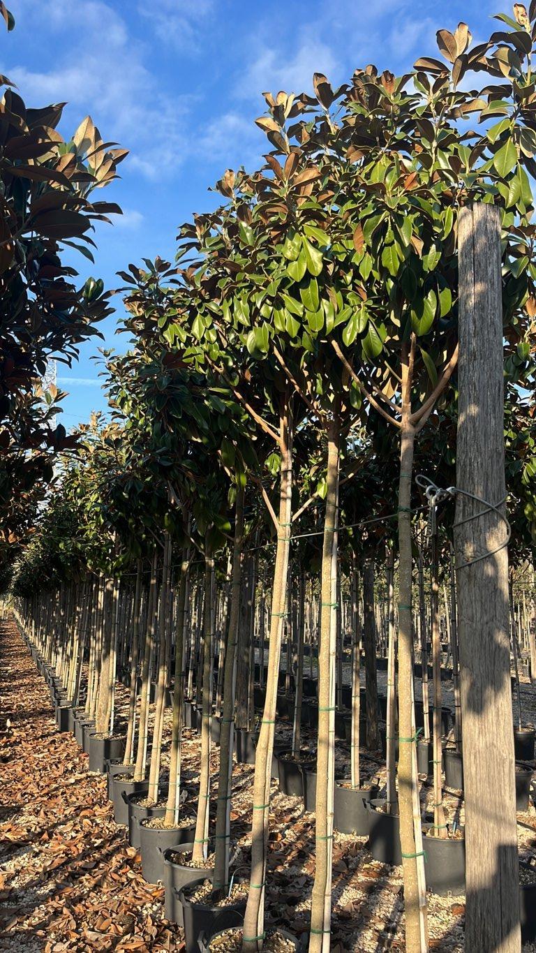 MAGNOLIA S. GRANDIFLORA GOLIATH (PRECOX) MAGNOLIA