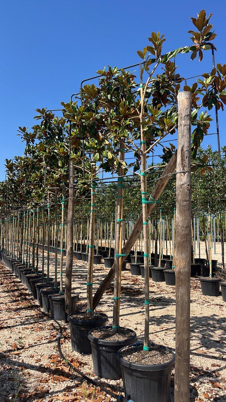 MAGNOLIA S. GRANDIFLORA GOLIATH (PRECOX) MAGNOLIA