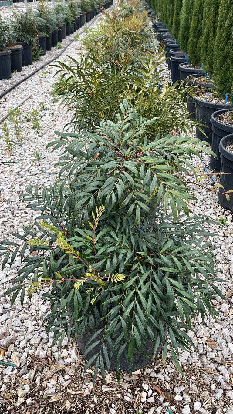 MAHONIA EURYBRACTEATA SOFT CARESS Mahonia