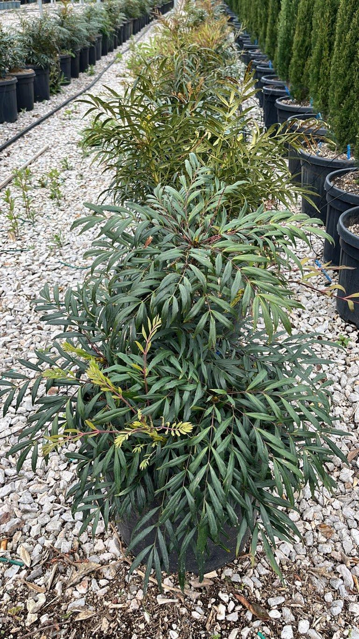 MAHONIA EURYBRACTEATA SOFT CARESS Mahonia