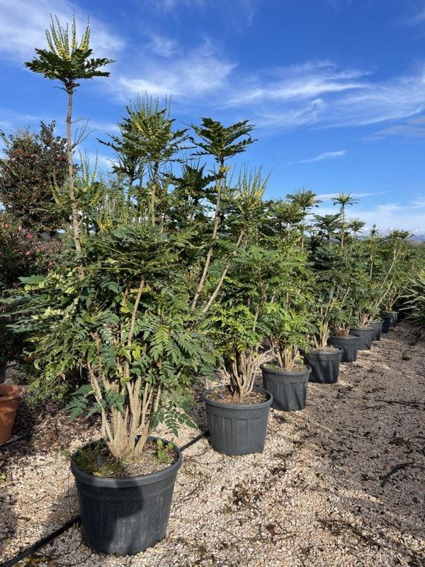 MAHONIA X MEDIA CHARITY Magnolia