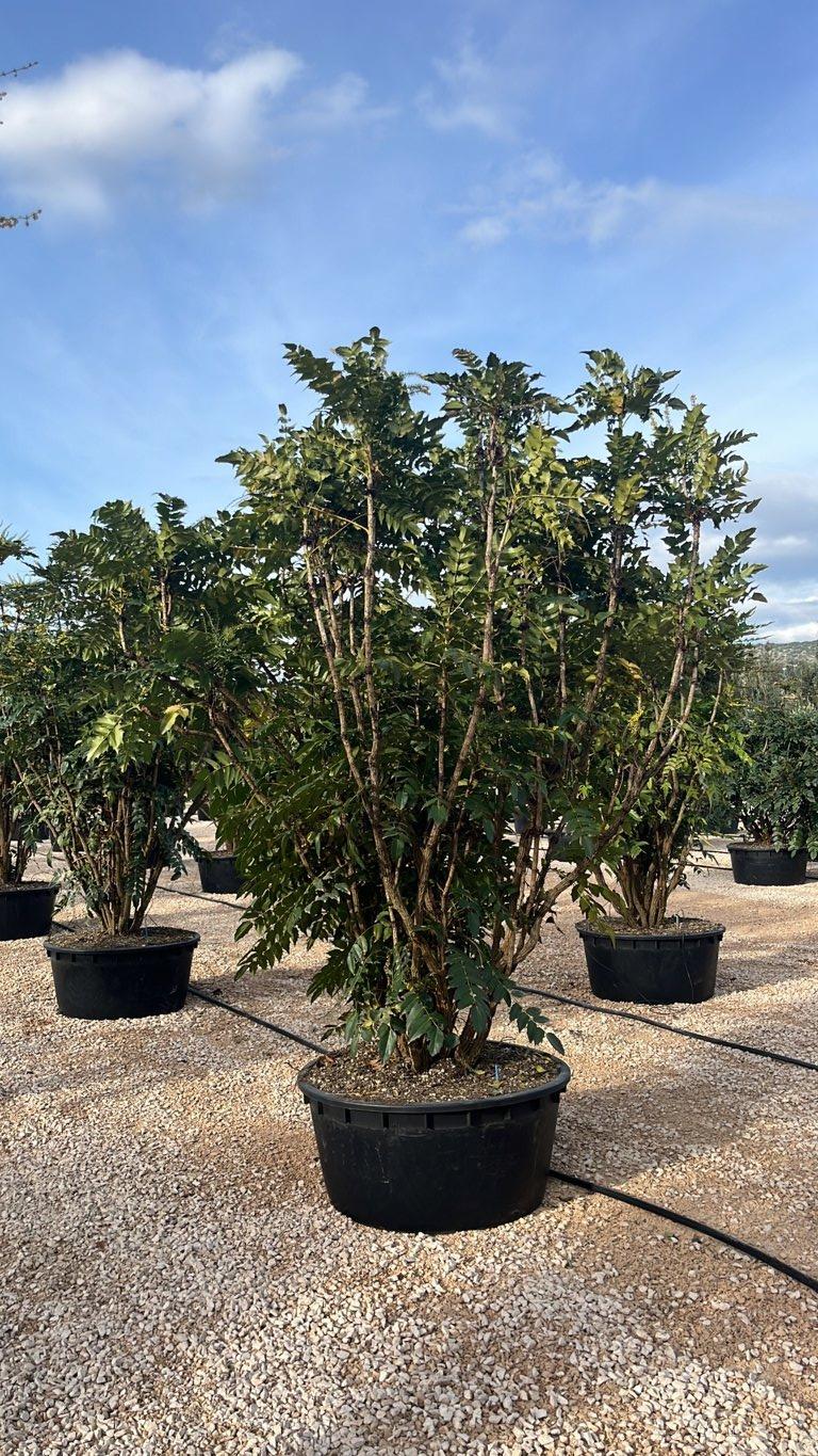 MAHONIA X MEDIA CHARITY Magnolia