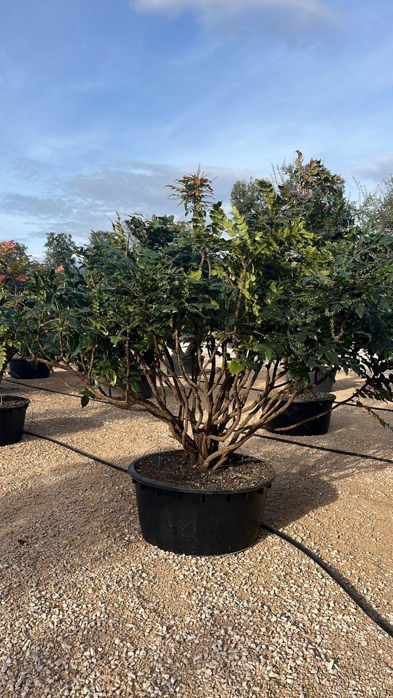 MAHONIA X MEDIA CHARITY Magnolia