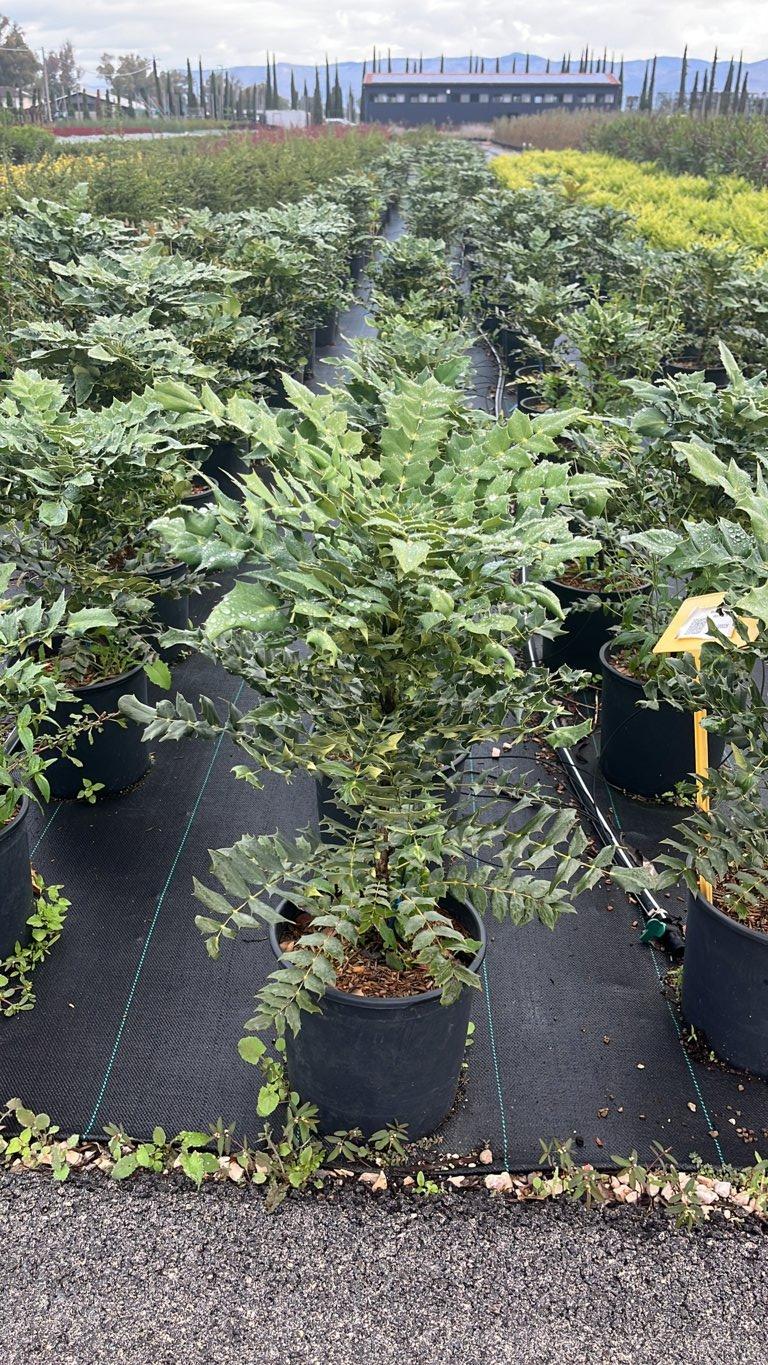MAHONIA X MEDIA WINTER SUN Mahonia