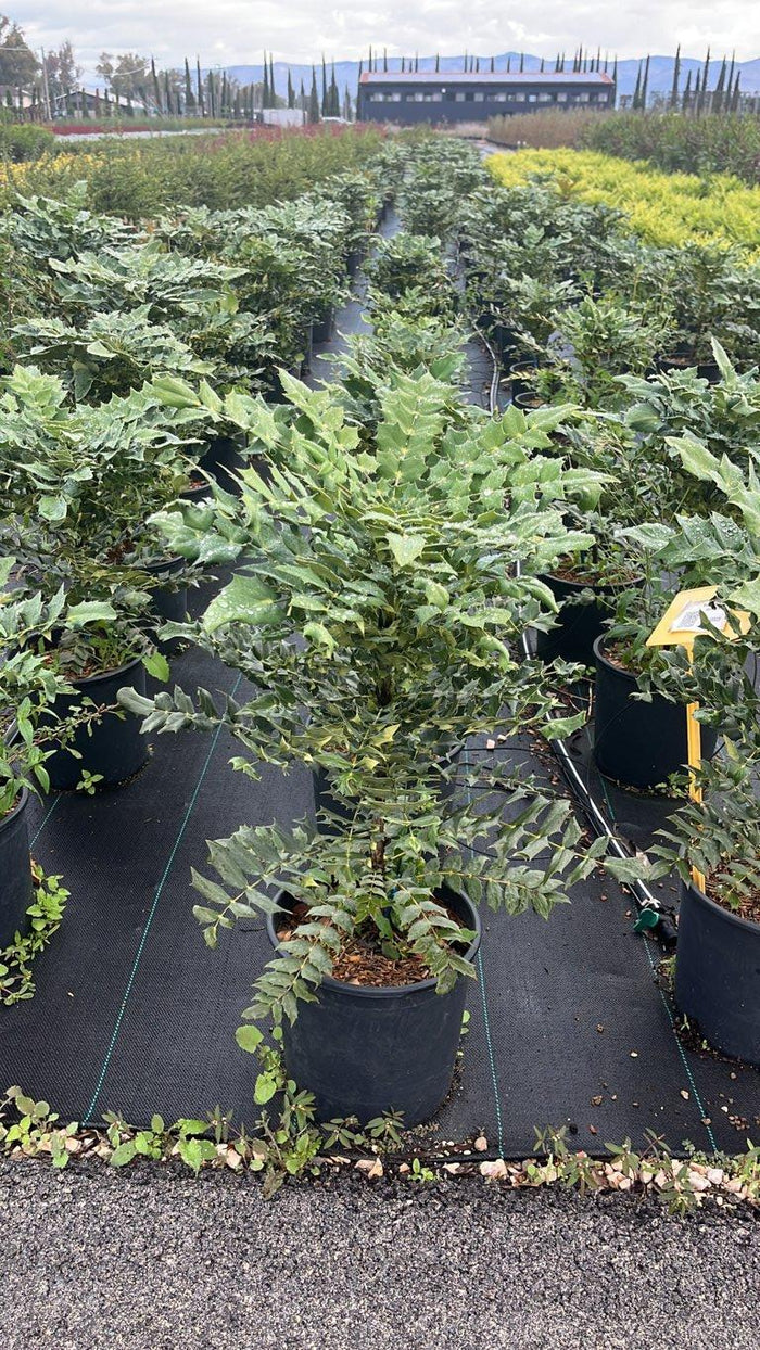 MAHONIA X MEDIA WINTER SUN Mahonia