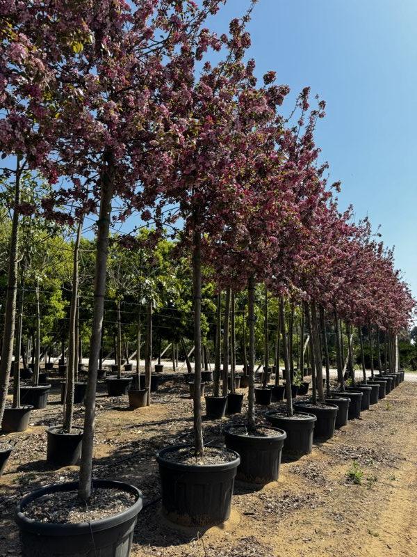 MALUS F.C COCCINELLA COURTAROU Melo da fiore
