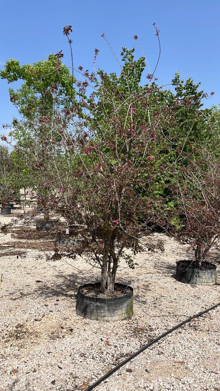 MALUS F.C MALUS RUDOLPH Melo da fiore