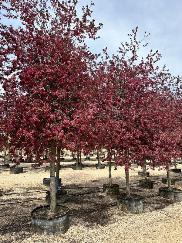 MALUS F.C MALUS RUDOLPH Melo da fiore