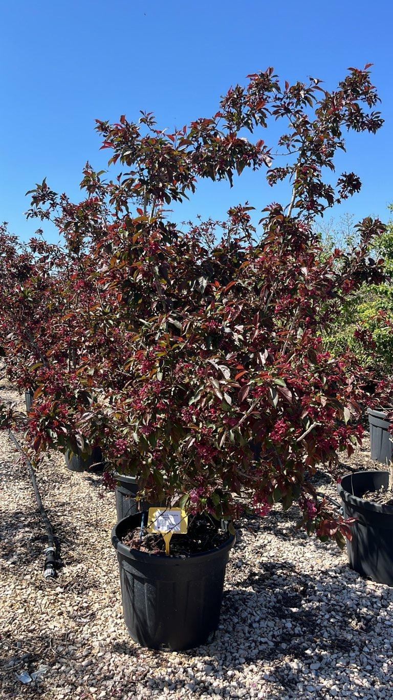 MALUS F.C ROBUSTA ROYALTY Melo da fiore