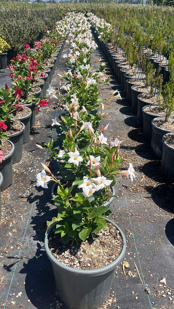 MANDEVILLA SANDERI BIANCO Dipladenia