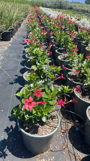 MANDEVILLA SANDERI ROSSO Dipladenia