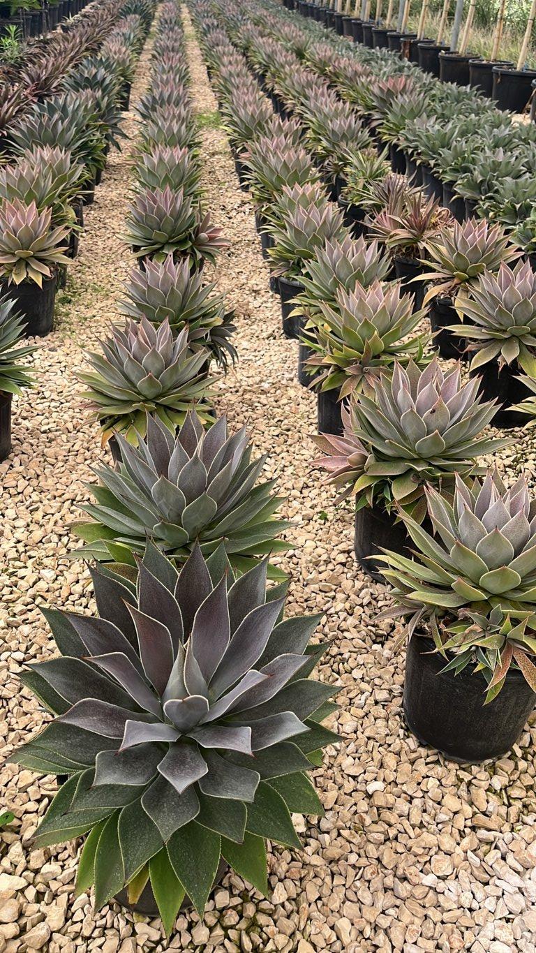 MANGAVE LAVENDER LADY Mangave