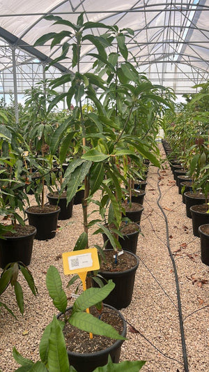 MANGIFERA INDICA GLEN mango