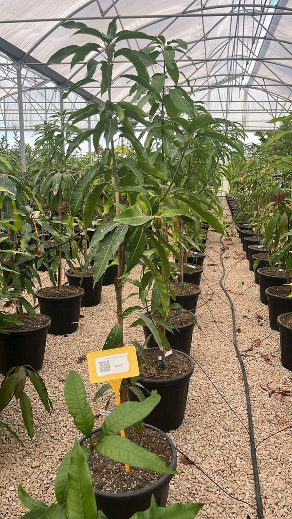 MANGIFERA INDICA GLEN mango
