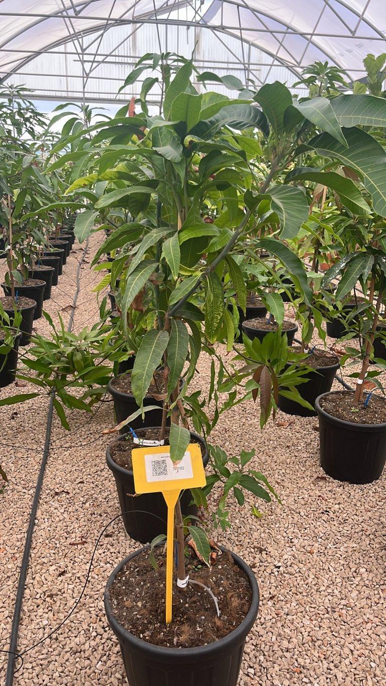 MANGIFERA INDICA IRWIN mango