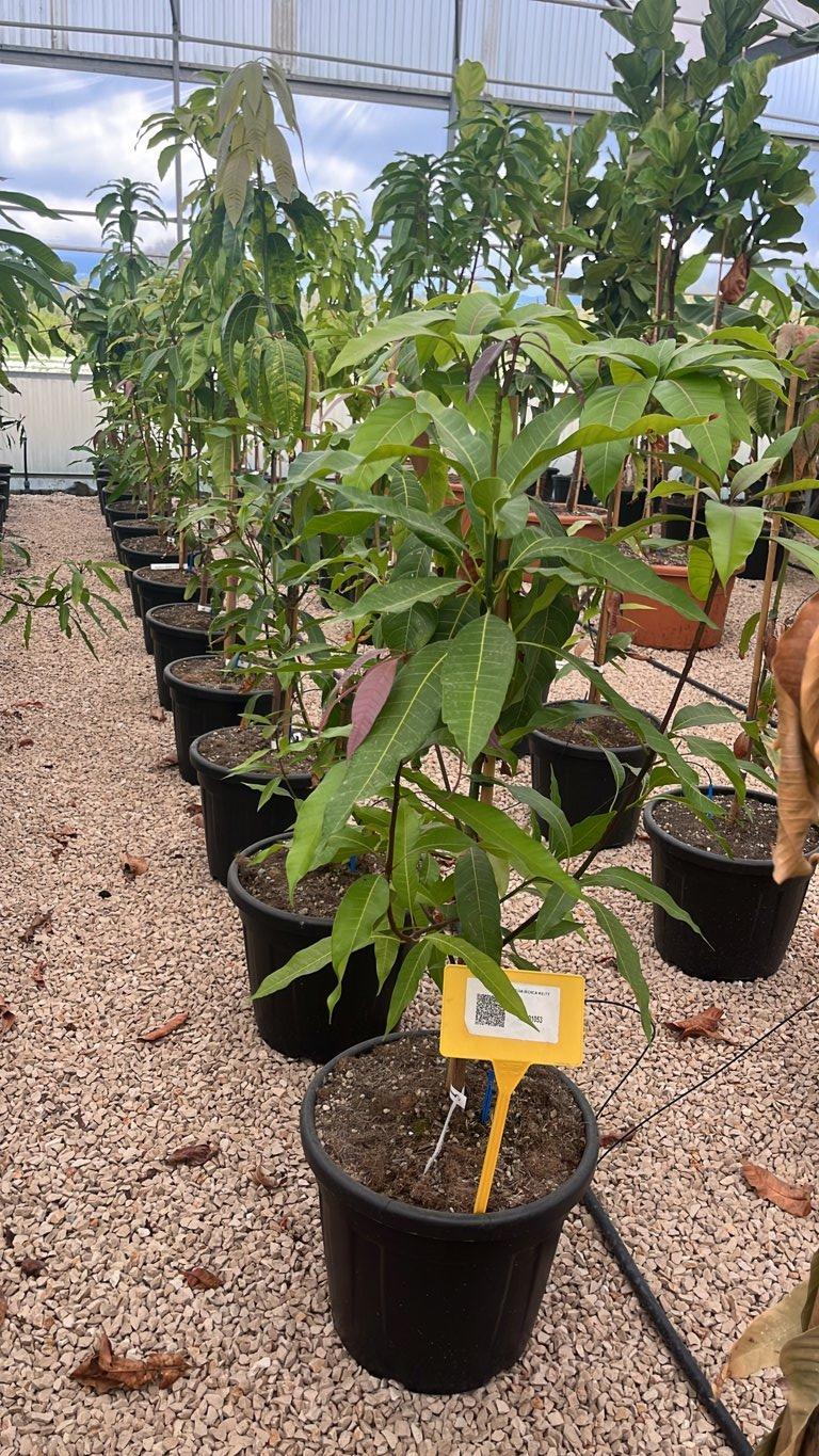 MANGIFERA INDICA KEITT mango