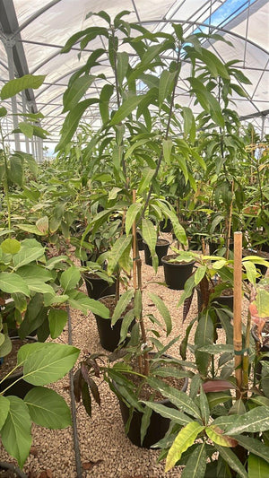 MANGIFERA INDICA KENSIGTON mango