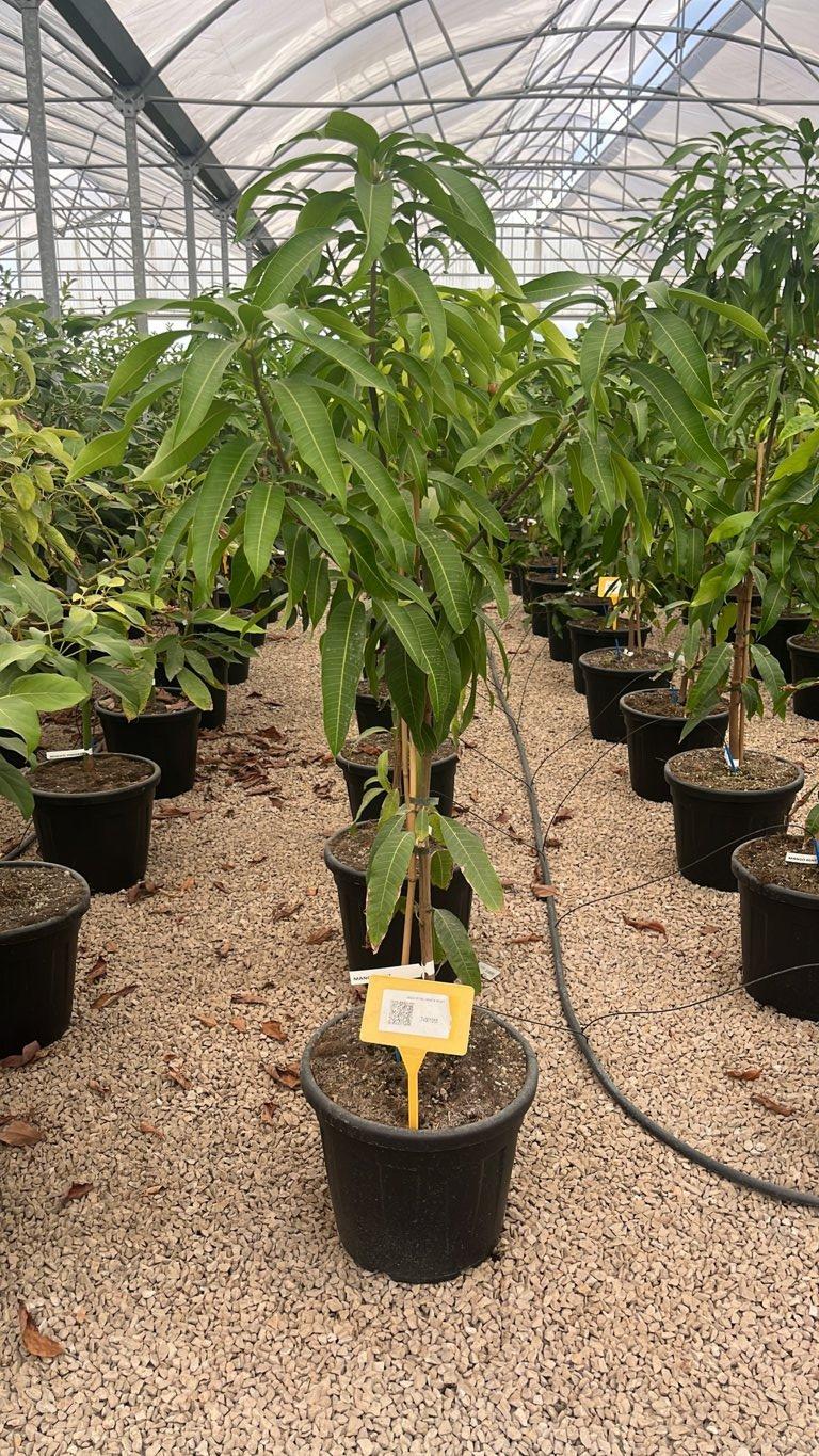 MANGIFERA INDICA KENT mango