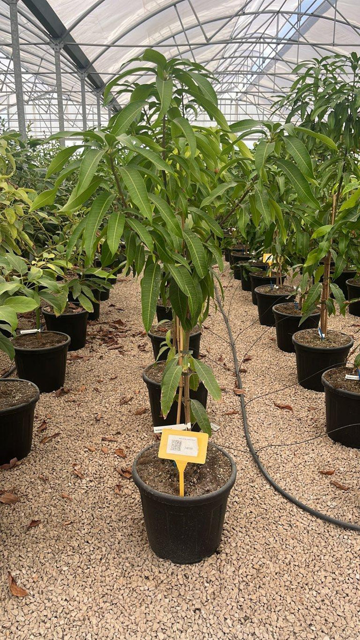 MANGIFERA INDICA KENT mango