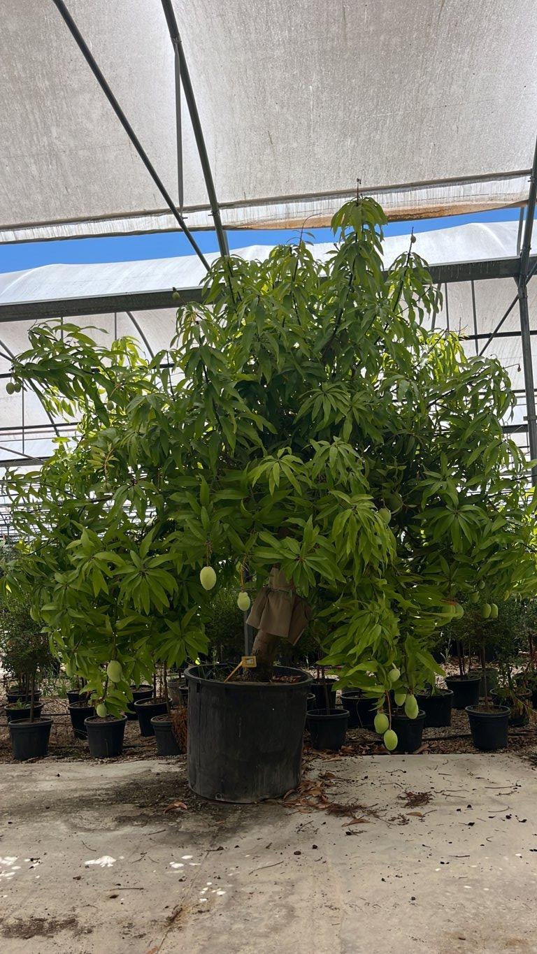 MANGIFERA INDICA mango