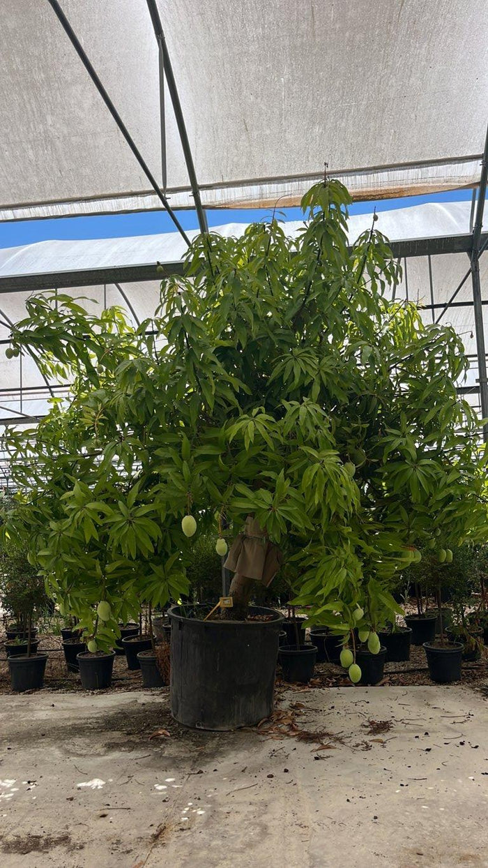 MANGIFERA INDICA mango