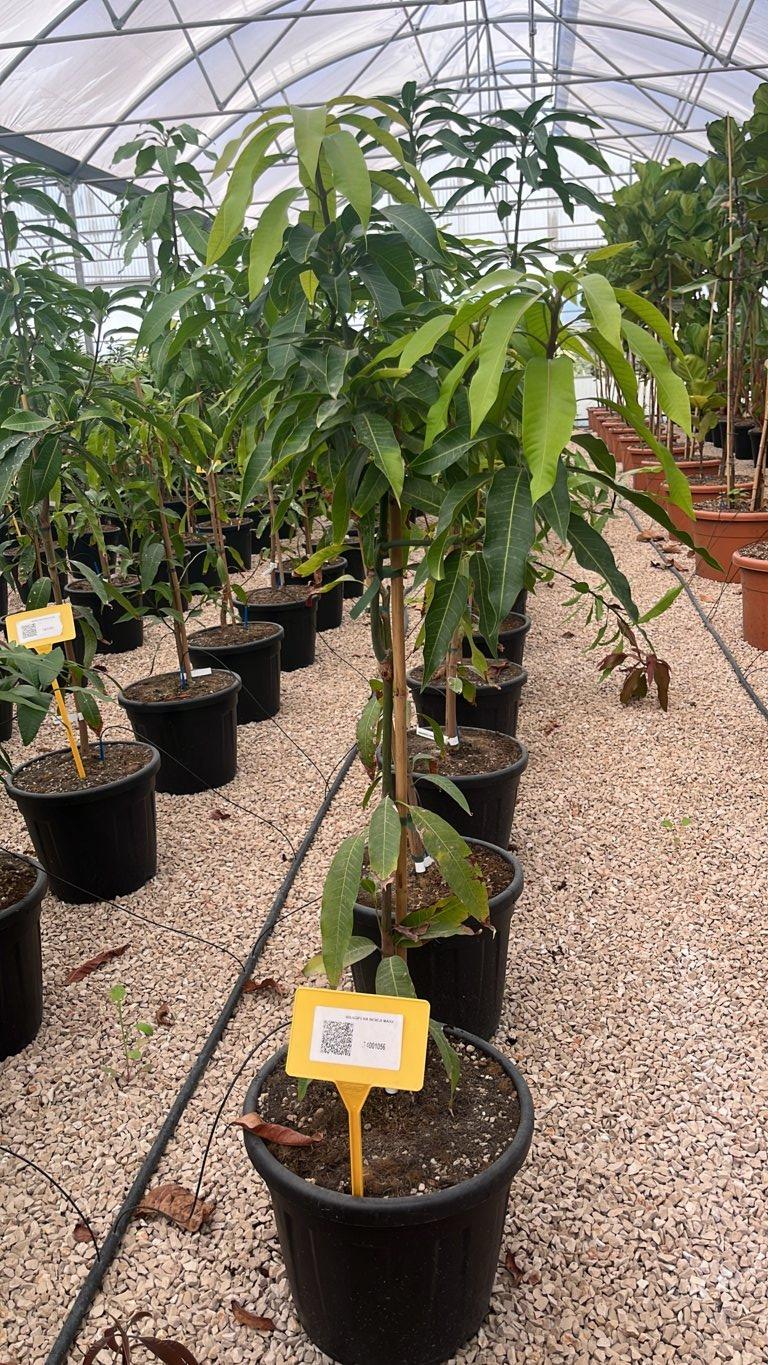 MANGIFERA INDICA MAYA mango