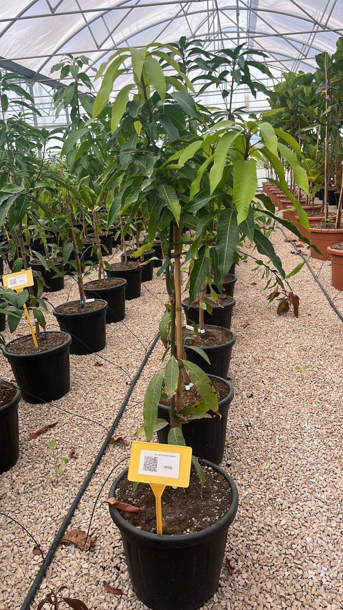 MANGIFERA INDICA MAYA mango