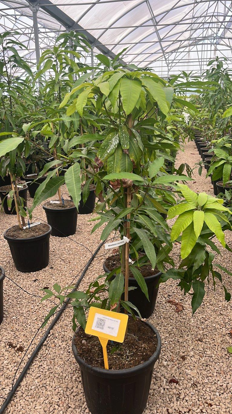 MANGIFERA INDICA OSTEEN mango