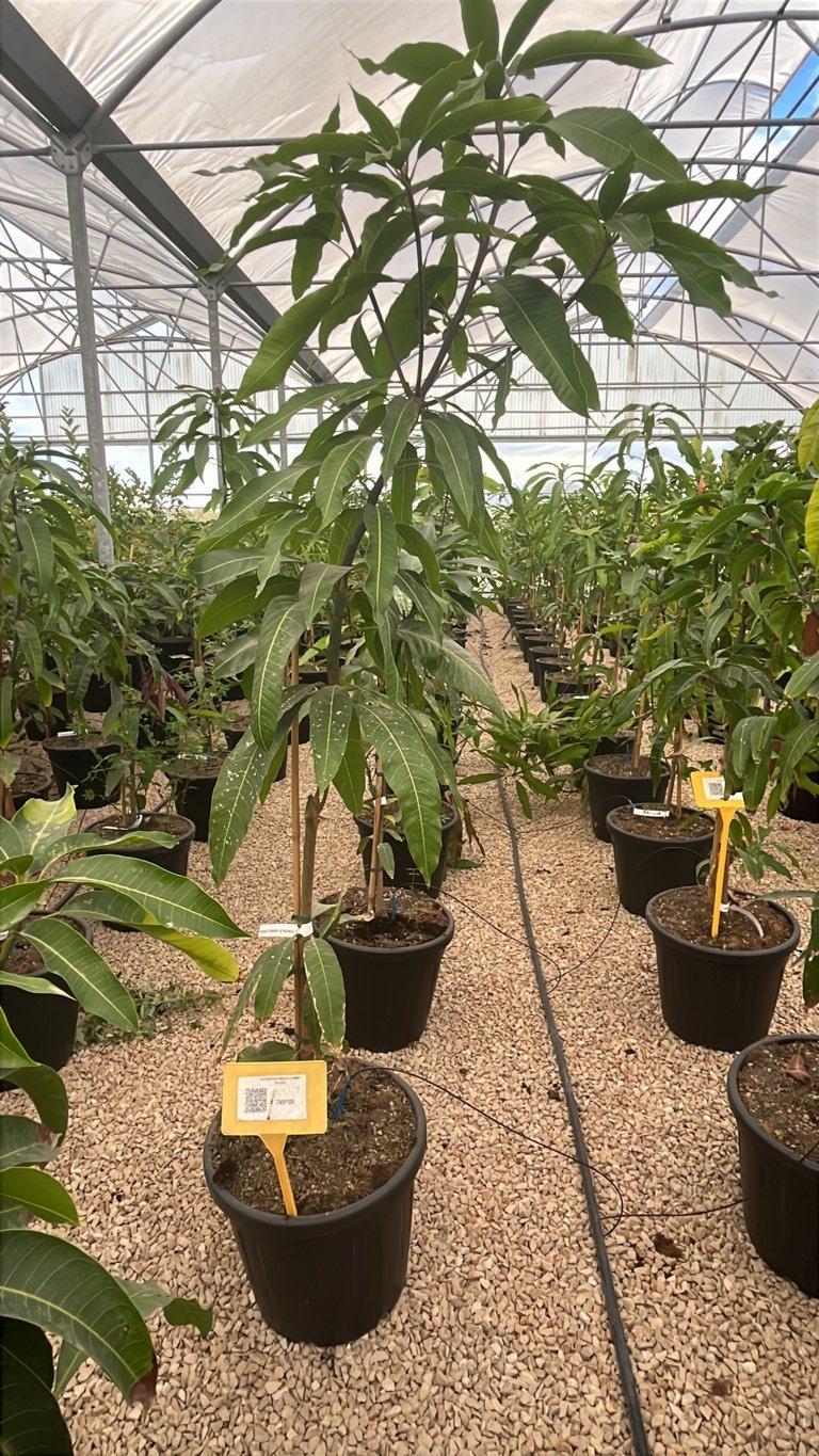MANGIFERA INDICA TOMMY ATKINS mango