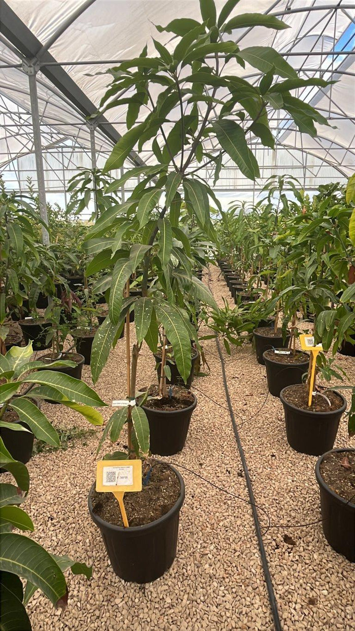 MANGIFERA INDICA TOMMY ATKINS mango