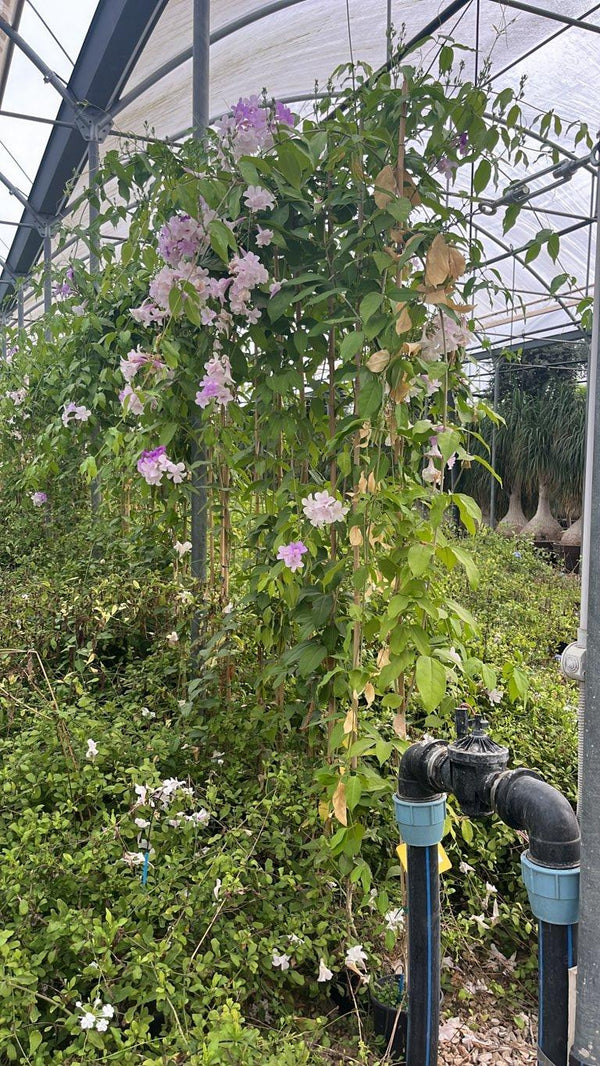 MANSOA ALLIACEA MANSOA ALLIACEA