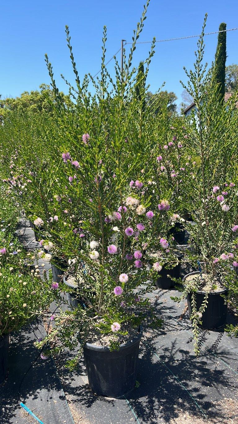 MELALEUCA ACUMINATA Melaleuca
