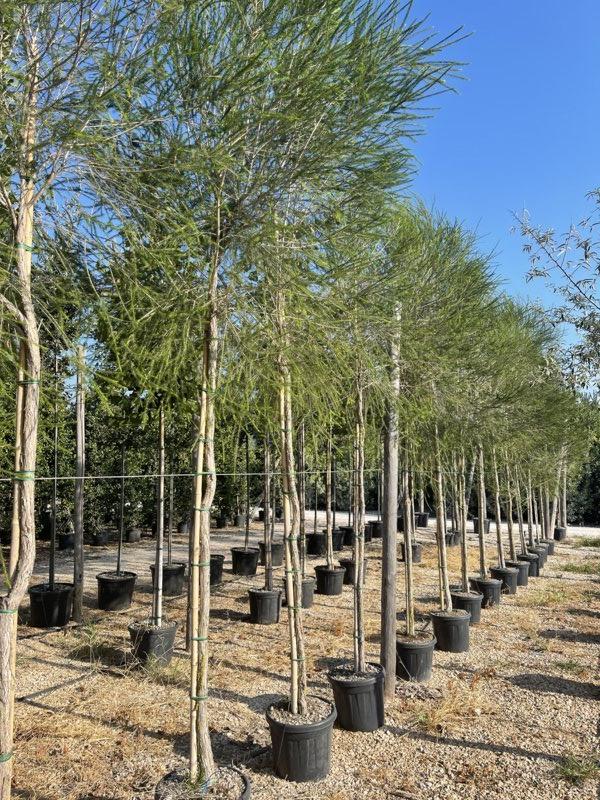 MELALEUCA ALTERNIFOLIA