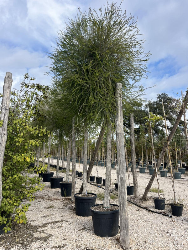 Melaleuca alternifolia (Albero del tè) – Albero circ. 25/30 cm