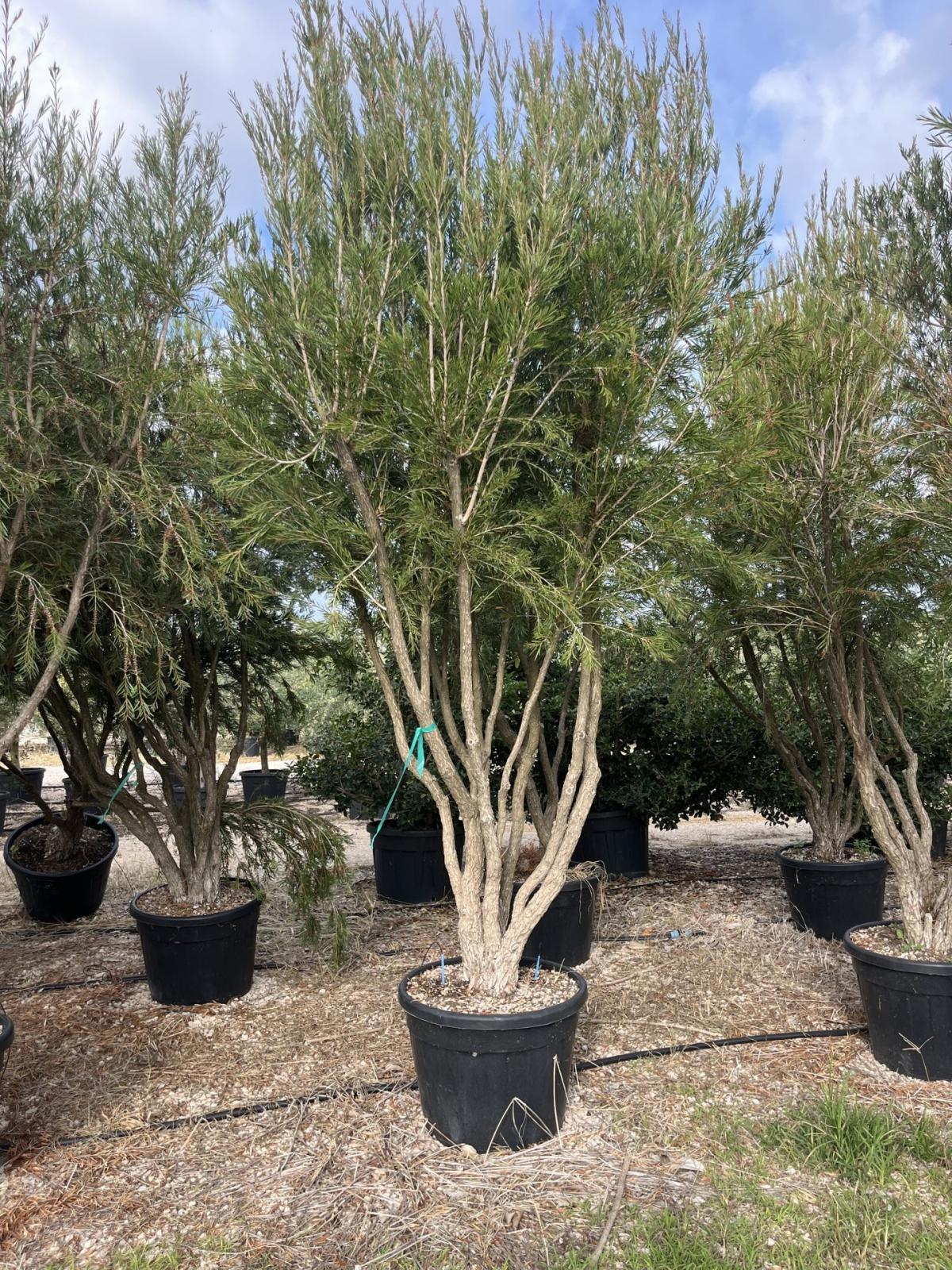MELALEUCA LINARIIFOLIA