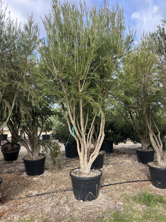 MELALEUCA LINARIIFOLIA