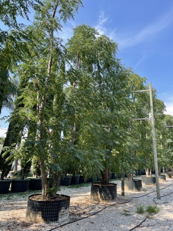 MELIA AZEDARACH Albero dei rosari