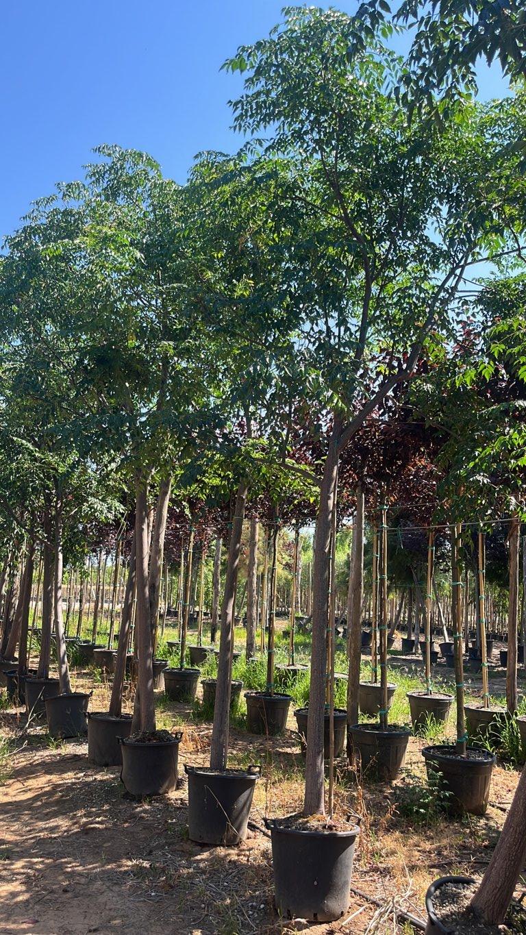MELIA AZEDARACH Albero dei rosari