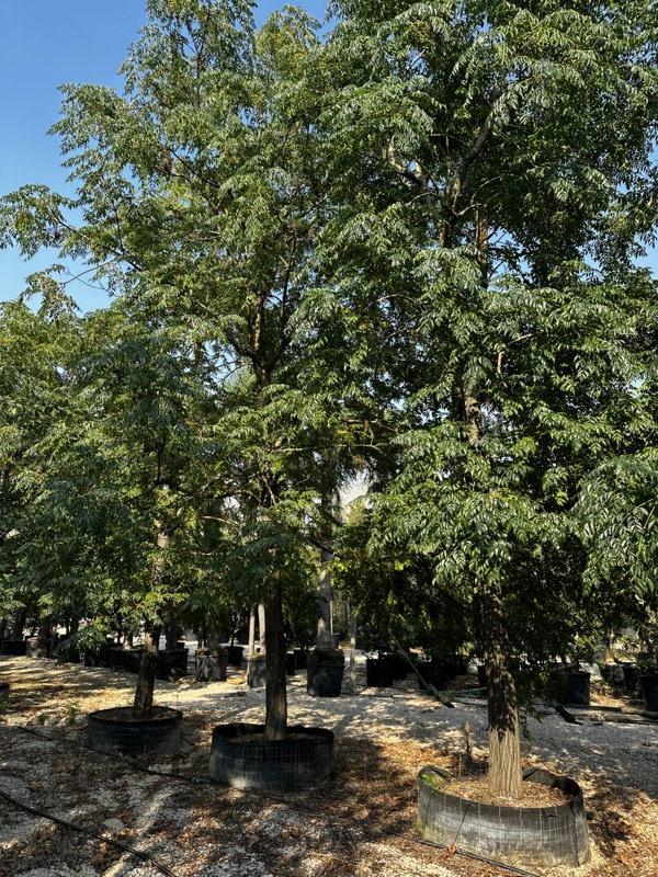 MELIA AZEDARACH Albero dei rosari