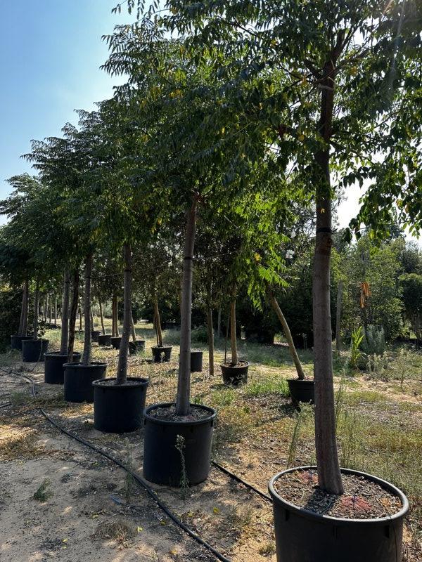 MELIA AZEDARACH Albero dei rosari
