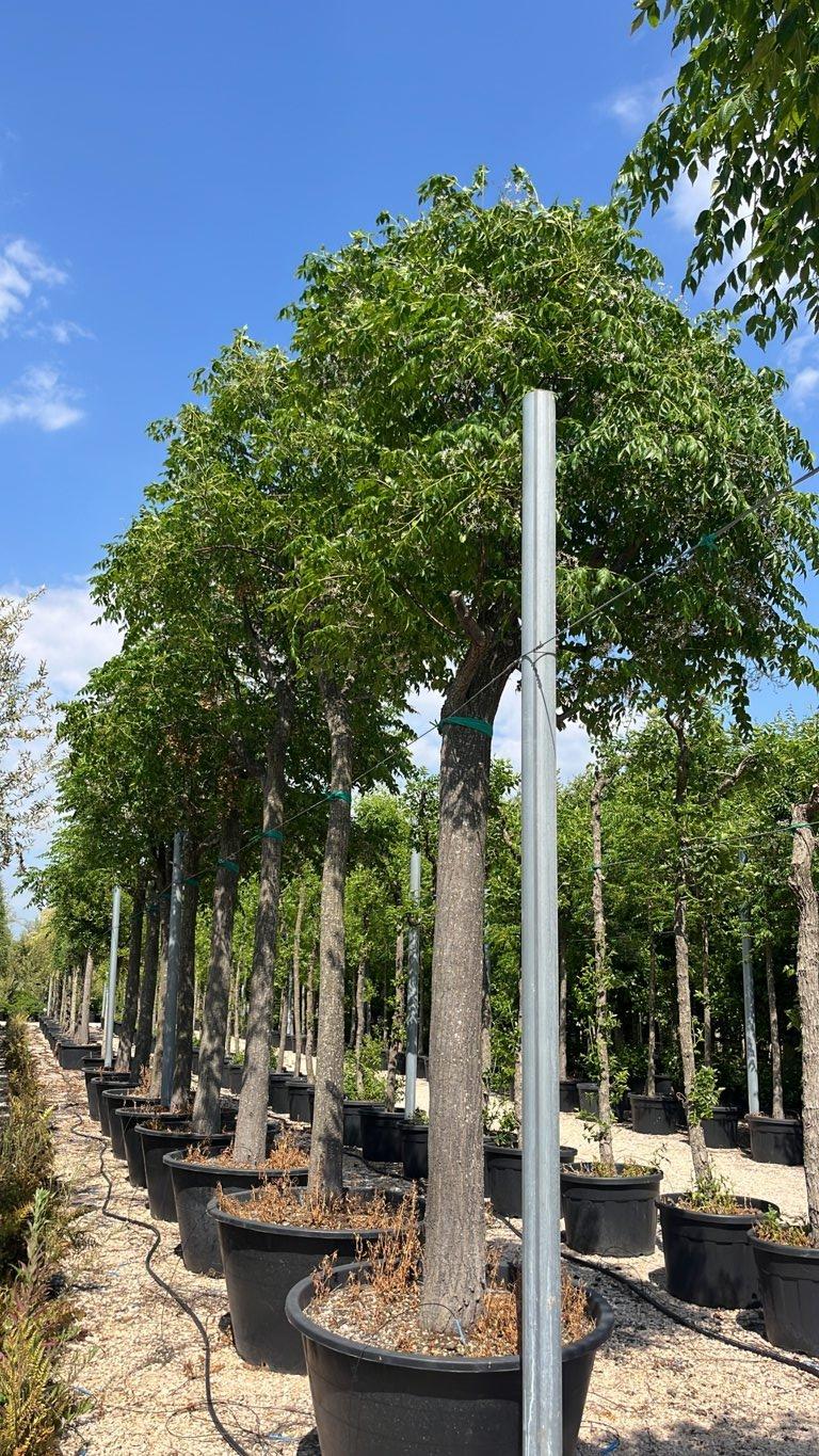 MELIA AZEDARACH Albero dei rosari