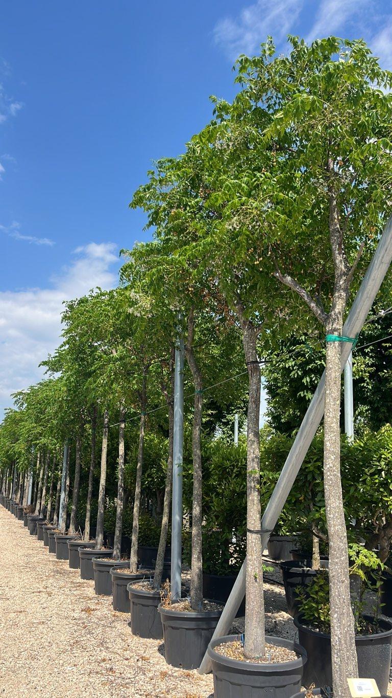 MELIA AZEDARACH Albero dei rosari