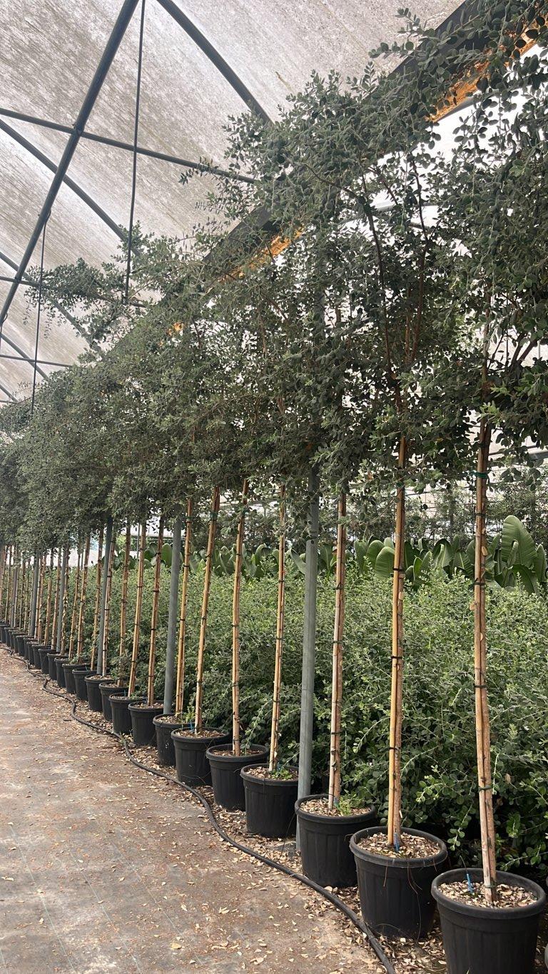 METROSIDEROS EXCELSA Metrosideros