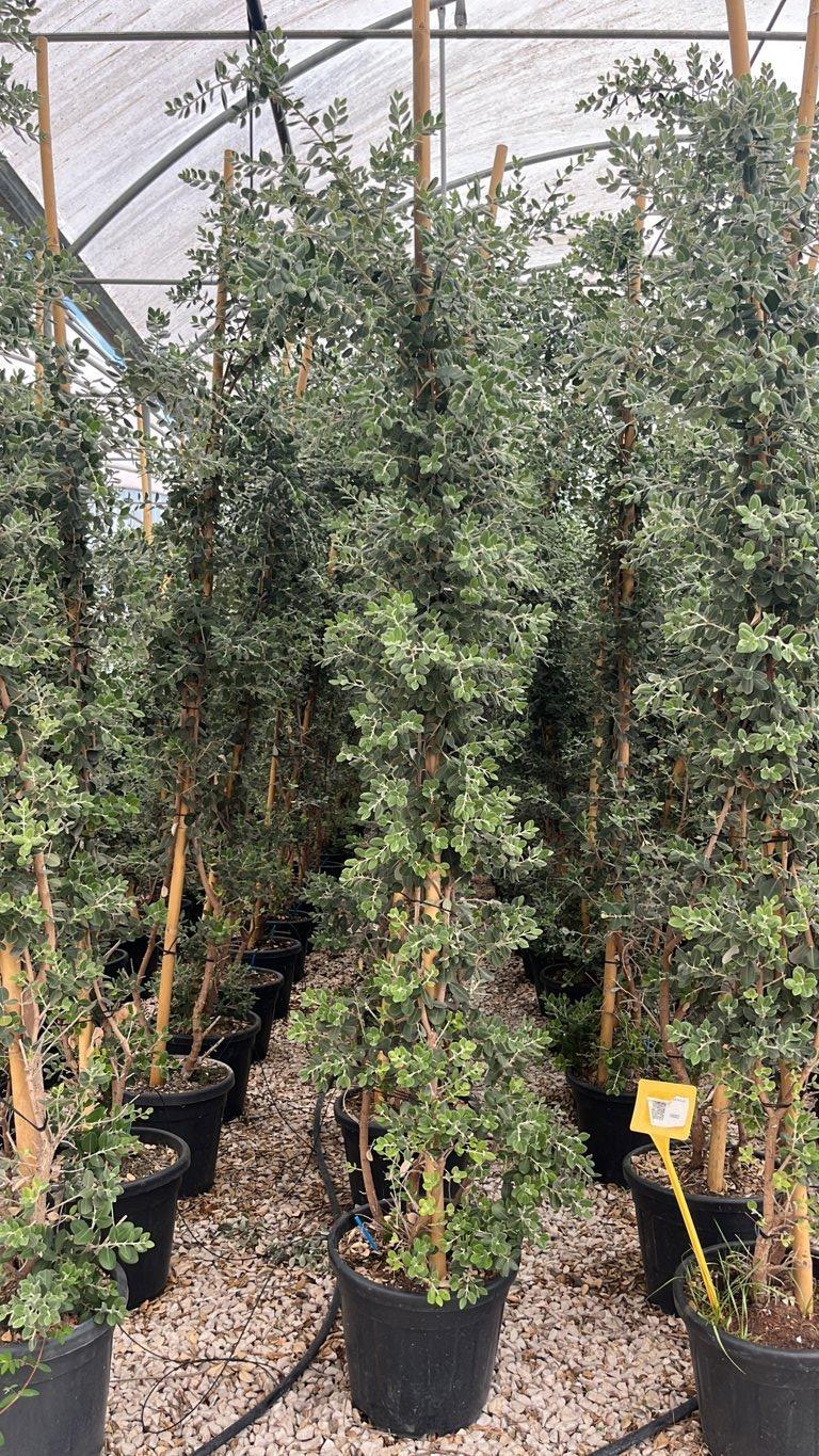 METROSIDEROS EXCELSA Metrosideros