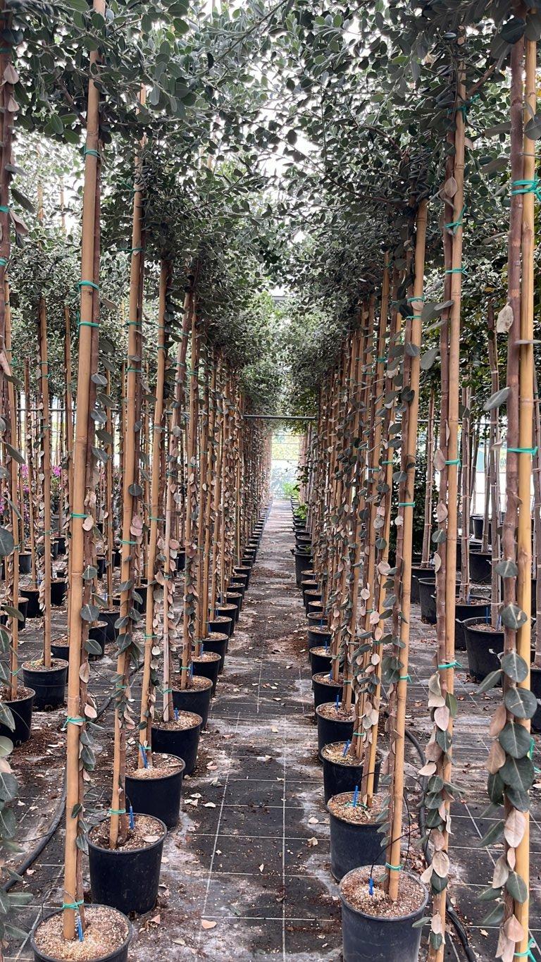 METROSIDEROS EXCELSA Metrosideros