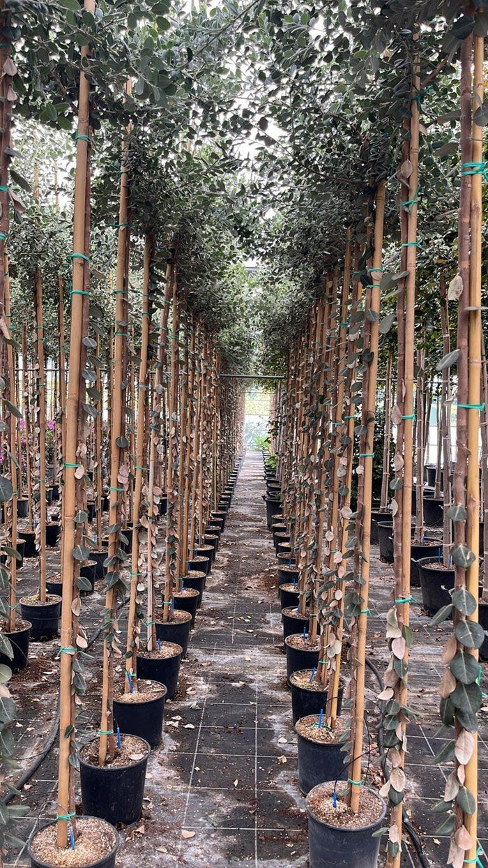 METROSIDEROS EXCELSA Metrosideros