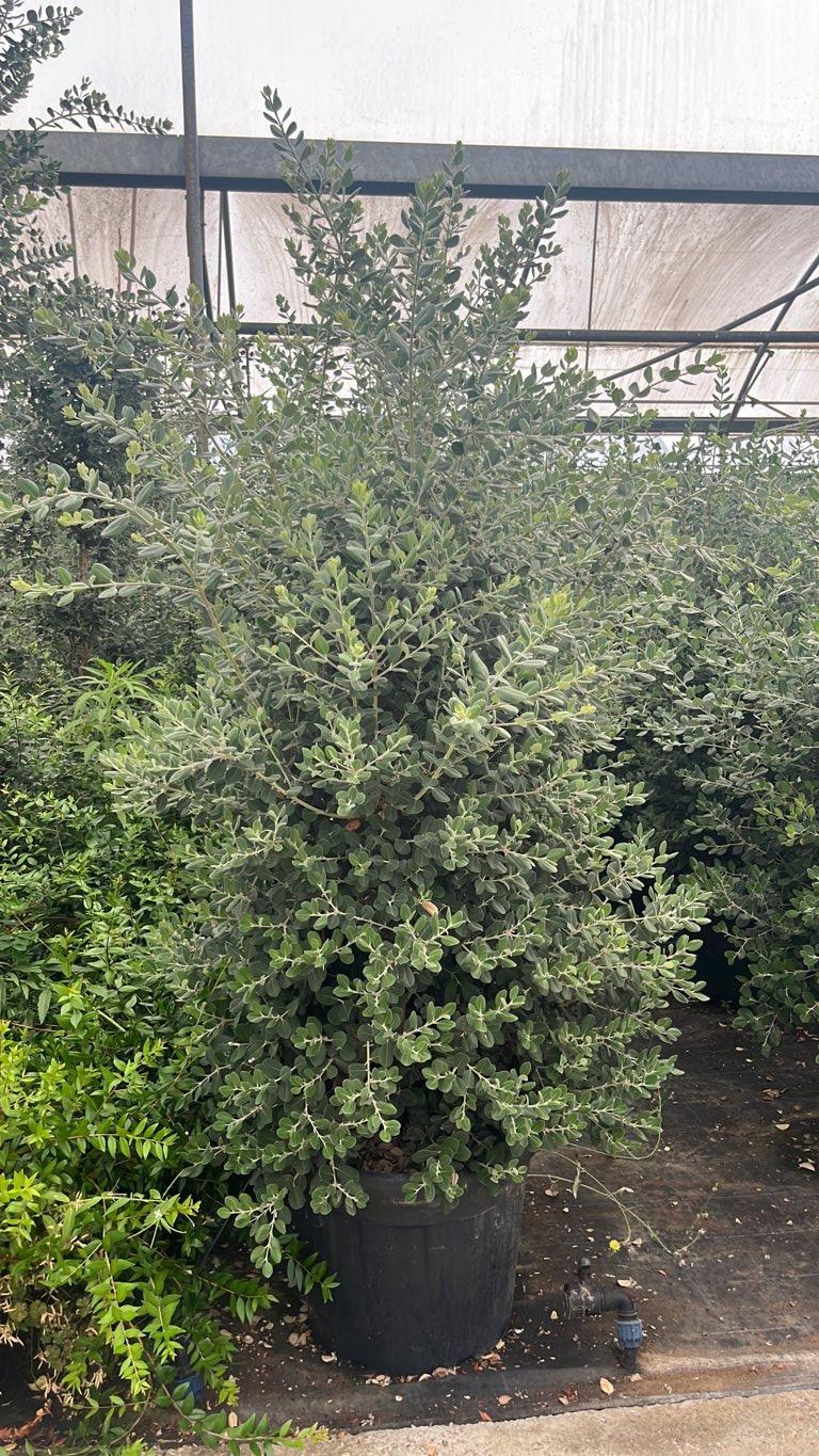METROSIDEROS EXCELSA Metrosideros