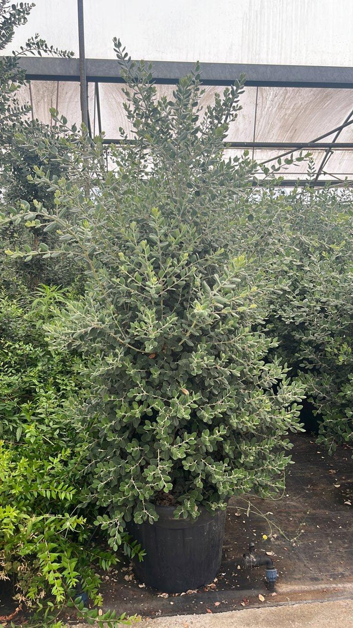 METROSIDEROS EXCELSA Metrosideros