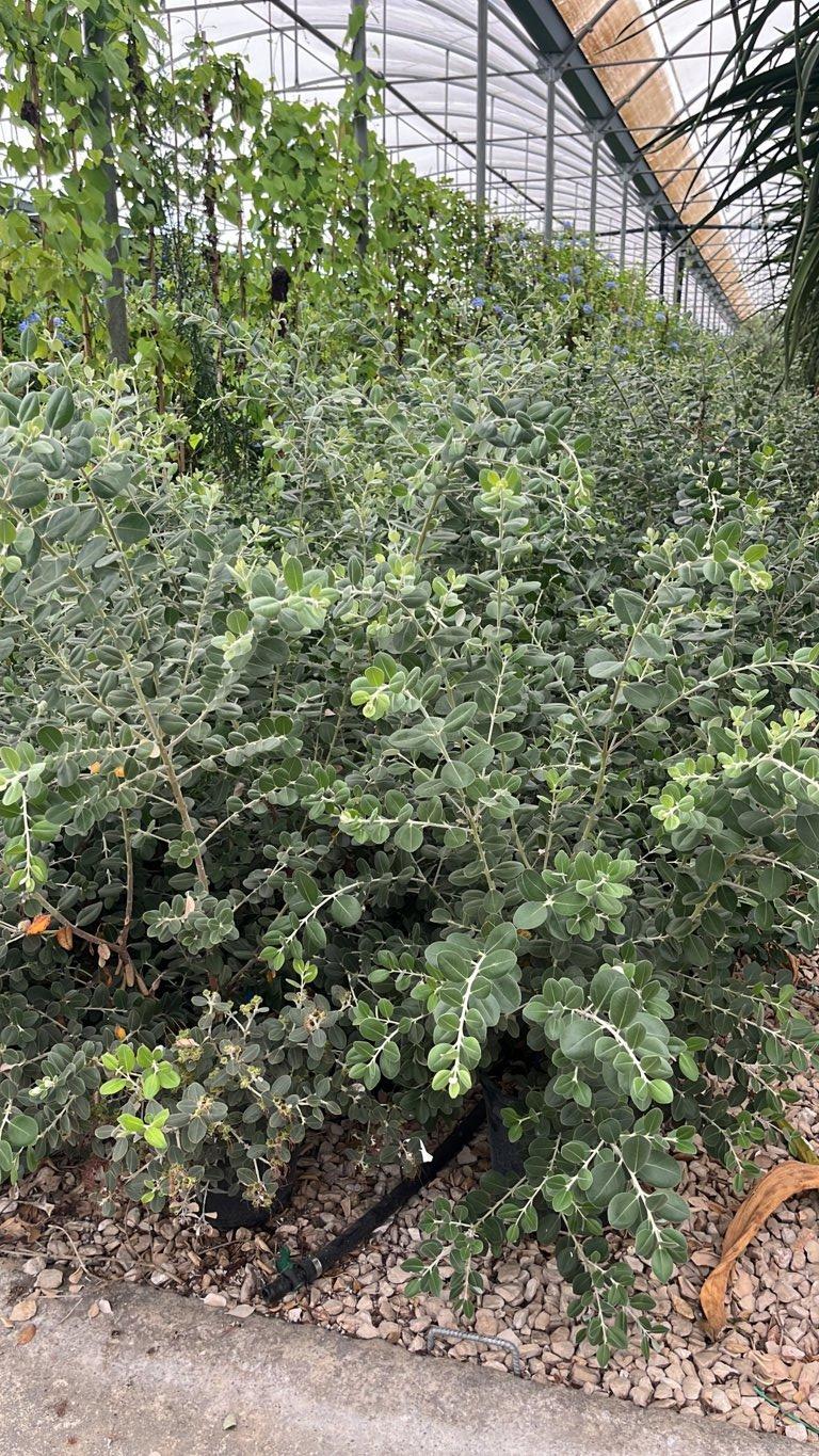 METROSIDEROS EXCELSA Metrosideros