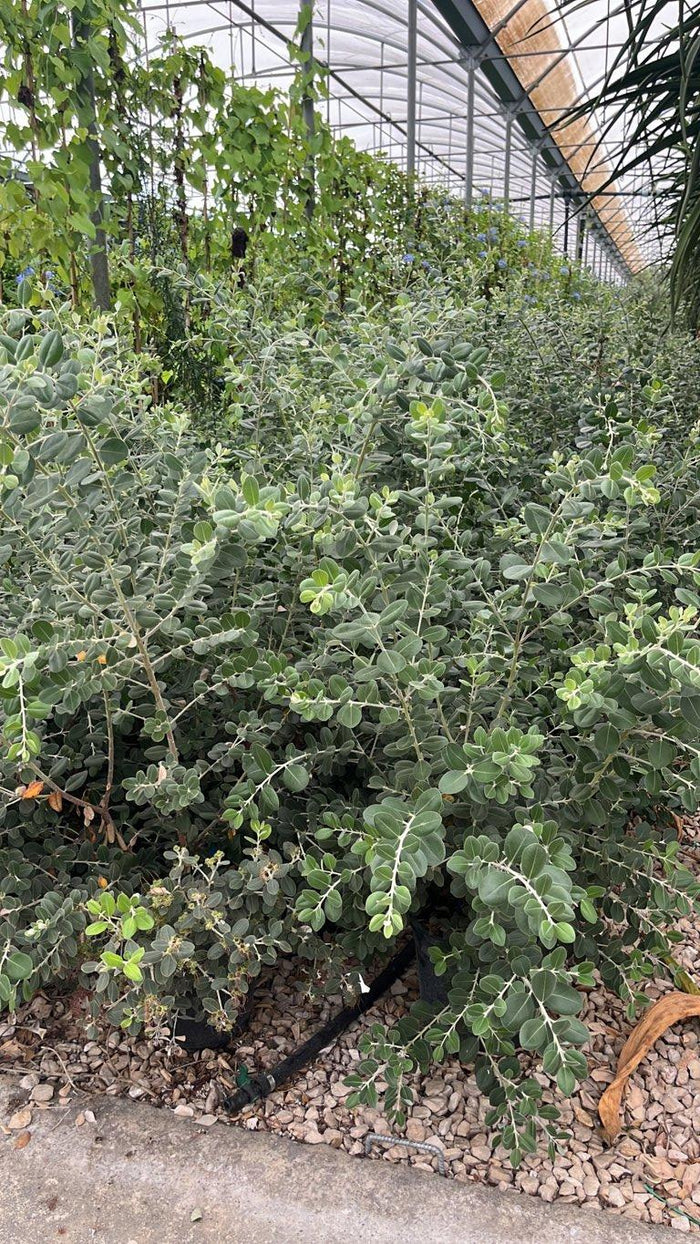 METROSIDEROS EXCELSA Metrosideros